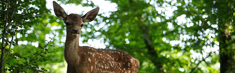 Bambi: het verhaal van een leven in het bos