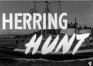 Herring Hunt