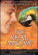 The Real Macaw